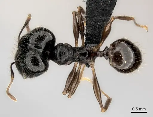 Pheidole alina - CASENT0487336