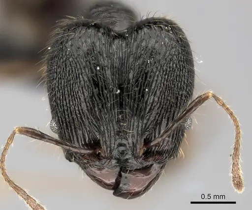 Pheidole alina - CASENT0487336