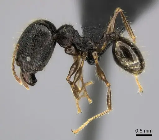 Pheidole alina - CASENT0487336