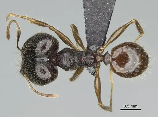 Pheidole alina - CASENT0923257