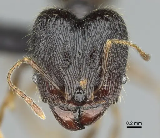 Pheidole alina - CASENT0923257