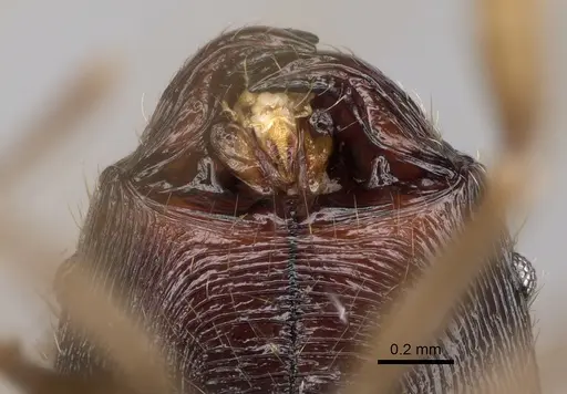 Pheidole alina - CASENT0923257