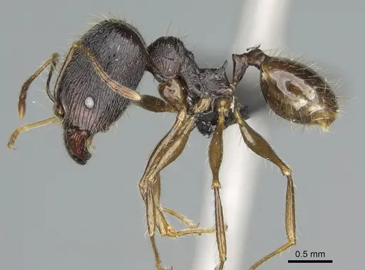 Pheidole alina - CASENT0923257