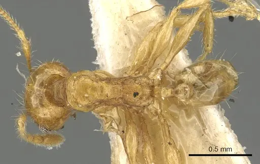 Pheidole allani specimen