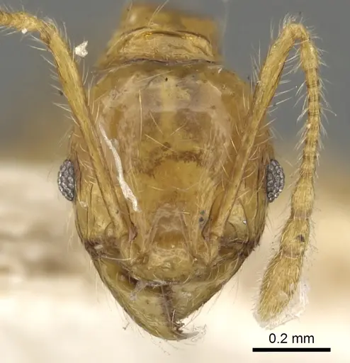 Pheidole allani specimen