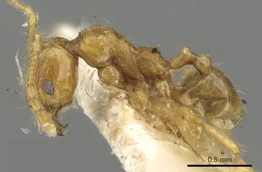 Pheidole allani specimen