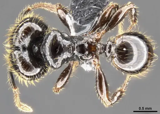 Pheidole allarmata specimen
