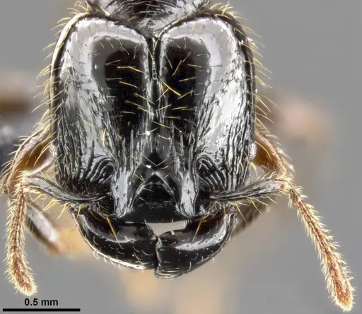 Pheidole allarmata specimen