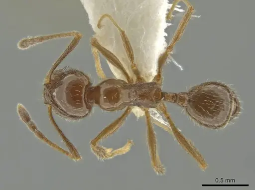 Pheidole alpestris specimen
