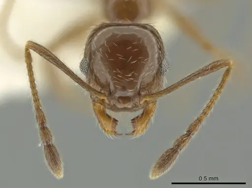 Pheidole alpestris specimen