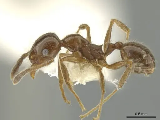 Pheidole alpestris specimen