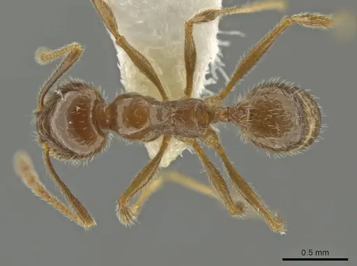 Pheidole alpestris - CASENT0644179