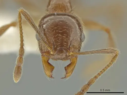 Pheidole alpestris - CASENT0644179