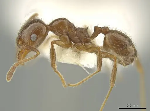 Pheidole alpestris - CASENT0644179