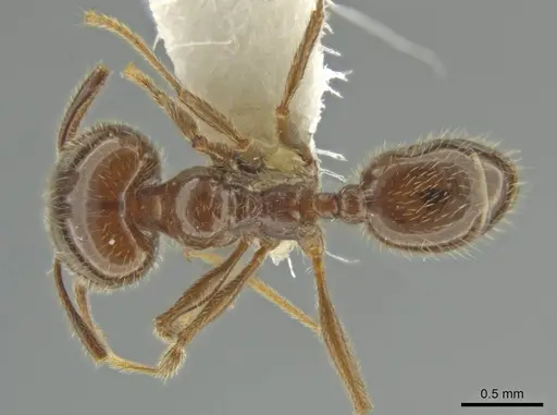 Pheidole alpestris - JTLC000016318