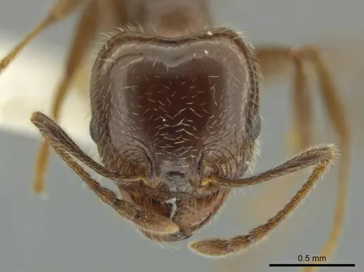 Pheidole alpestris - JTLC000016318