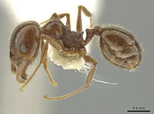 Pheidole alpestris - JTLC000016318