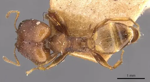 Pheidole alpinensis specimen