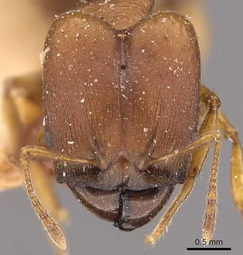 Pheidole alpinensis specimen