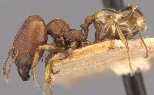 Pheidole alpinensis specimen