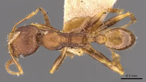 Pheidole alpinensis - CASENT0908094