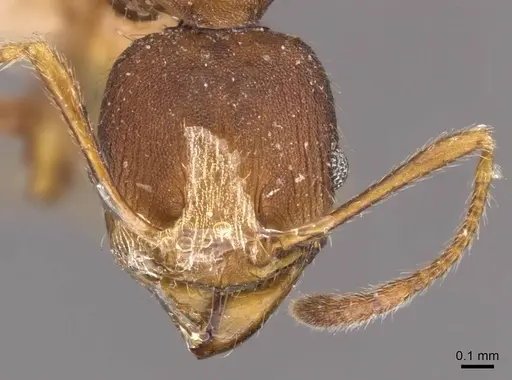 Pheidole alpinensis - CASENT0908094