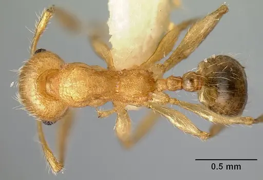 Pheidole amabilis specimen