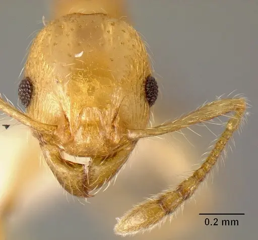 Pheidole amabilis specimen