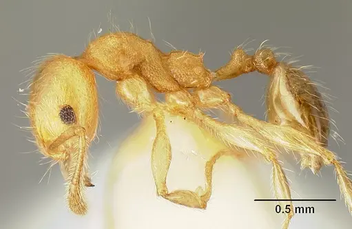 Pheidole amabilis specimen