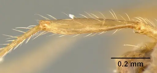 Pheidole amabilis - CASENT0610089