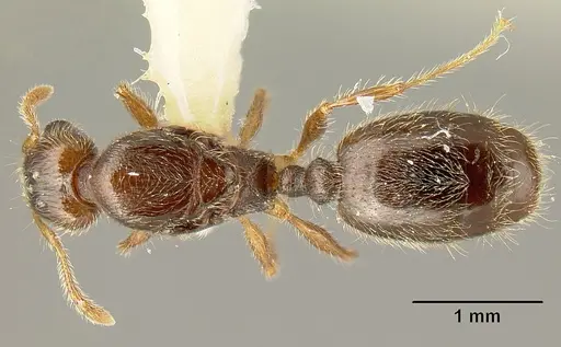 Pheidole amabilis - CASENT0610090