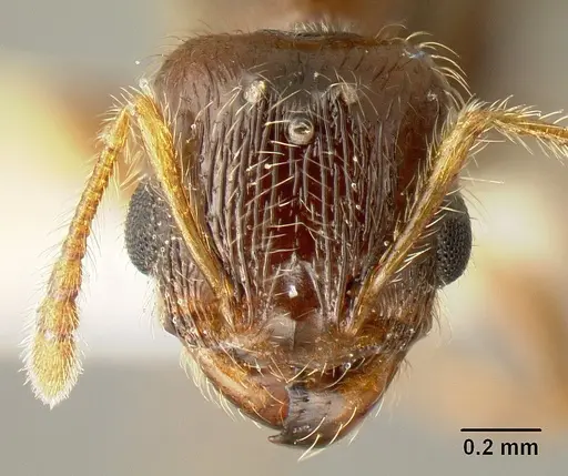 Pheidole amabilis - CASENT0610090