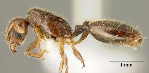 Pheidole amabilis - CASENT0610090