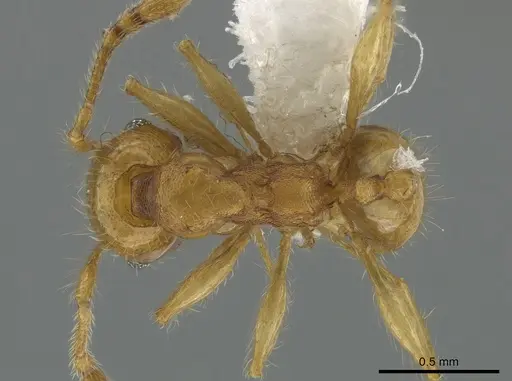 Pheidole amabilis - CASENT0611944