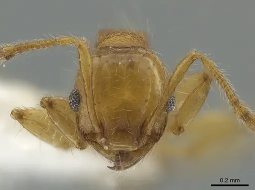 Pheidole amabilis - CASENT0611944