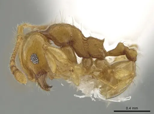 Pheidole amabilis - CASENT0611944
