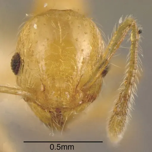 Pheidole amabilis - CASENT0635432