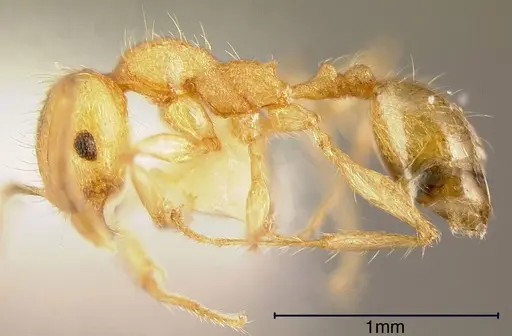 Pheidole amabilis - CASENT0635432