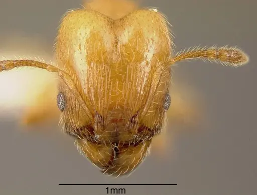 Pheidole amabilis - INBIOCRI002279940