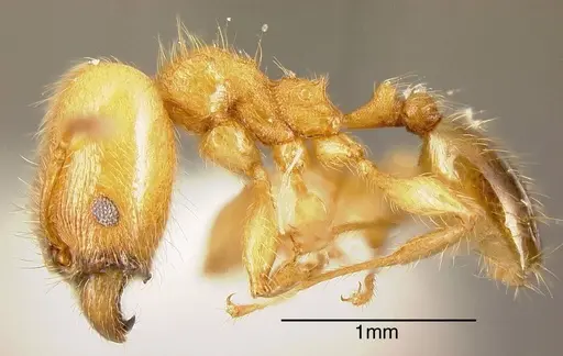 Pheidole amabilis - INBIOCRI002279940