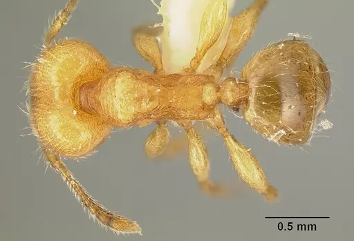 Pheidole amabilis - INBIOCRI002279941