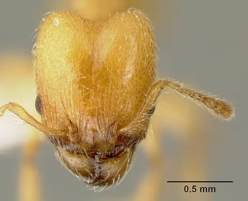 Pheidole amabilis - INBIOCRI002279941