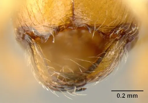 Pheidole amabilis - INBIOCRI002279941