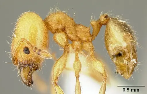 Pheidole amabilis - INBIOCRI002279941
