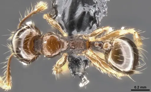 Pheidole amazonica specimen