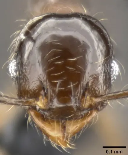 Pheidole amazonica specimen