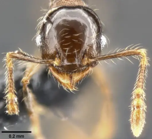 Pheidole amazonica specimen
