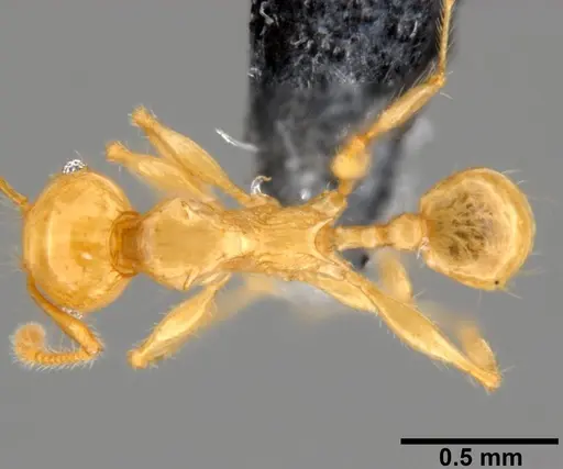 Pheidole amber specimen