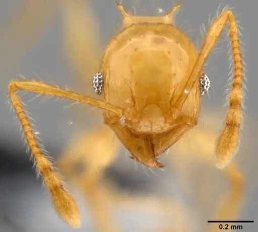 Pheidole amber specimen