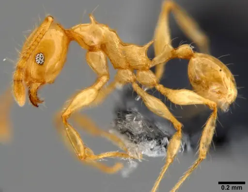 Pheidole amber specimen